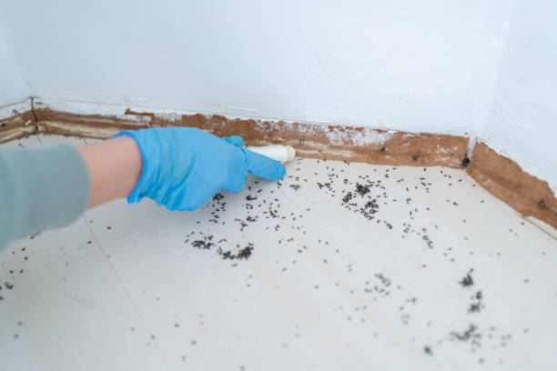 Best Mosquito Control Services  in Lorena, TX